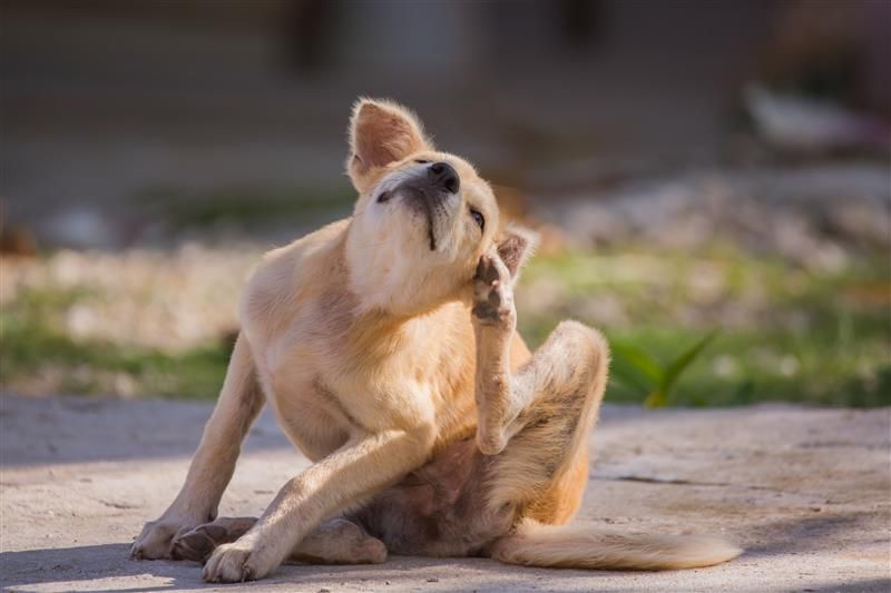 Tan dog scratching its ear while sitting on a concrete surface outside in sunlight.