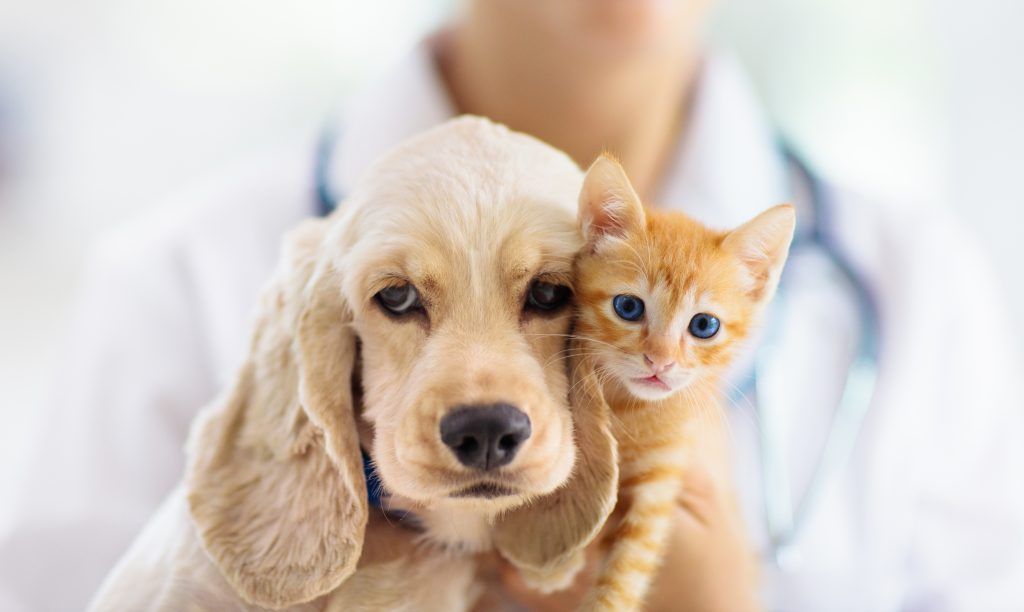 Veterinarian holding a golden dog and orange kitten, both looking at the camera.