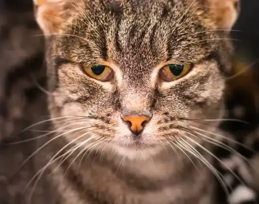 Close-up of a tabby cat with intense yellow eyes, brown and gray fur, and prominent whiskers.