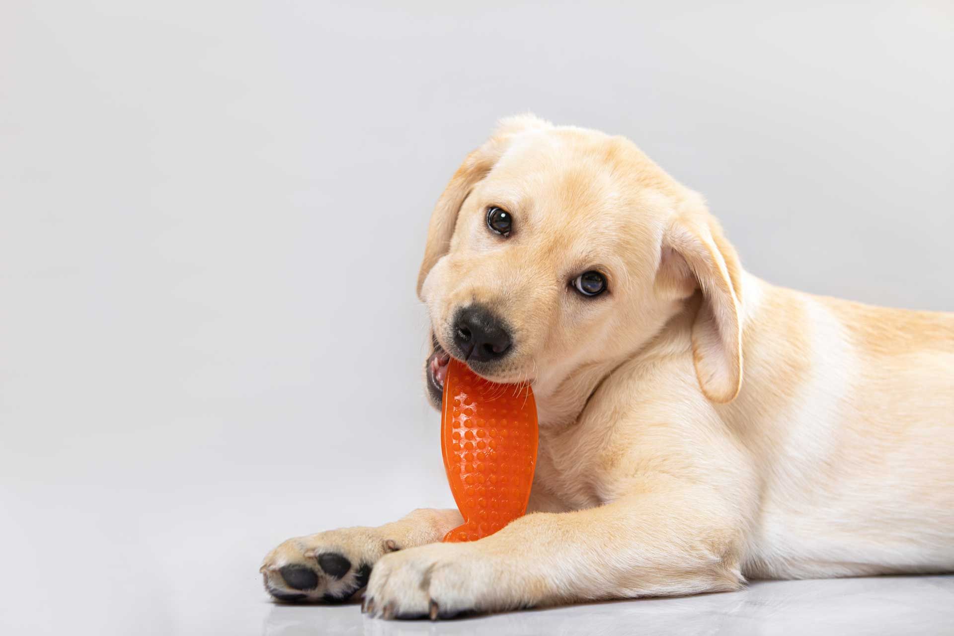 A Labrador puppy chewing on a squeaky toy