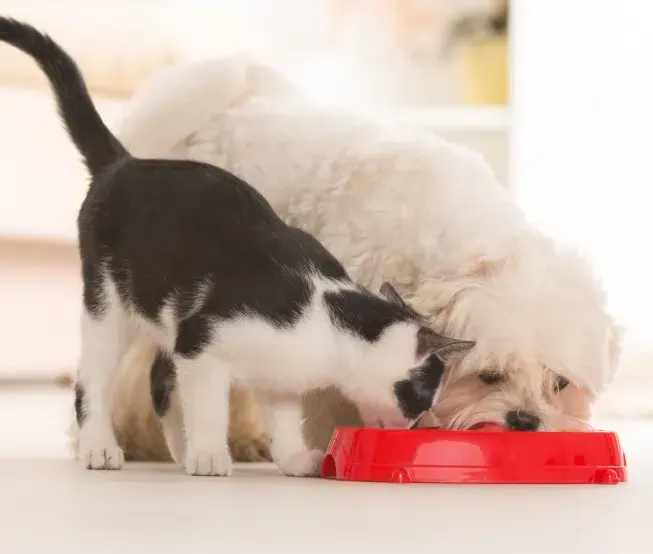 Black and white cat and white dog eating from a red bowl on a light-colored floor.