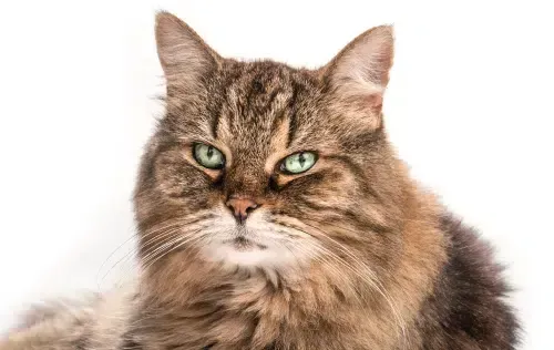 Fluffy brown tabby cat with green eyes, looking forward against a white background.