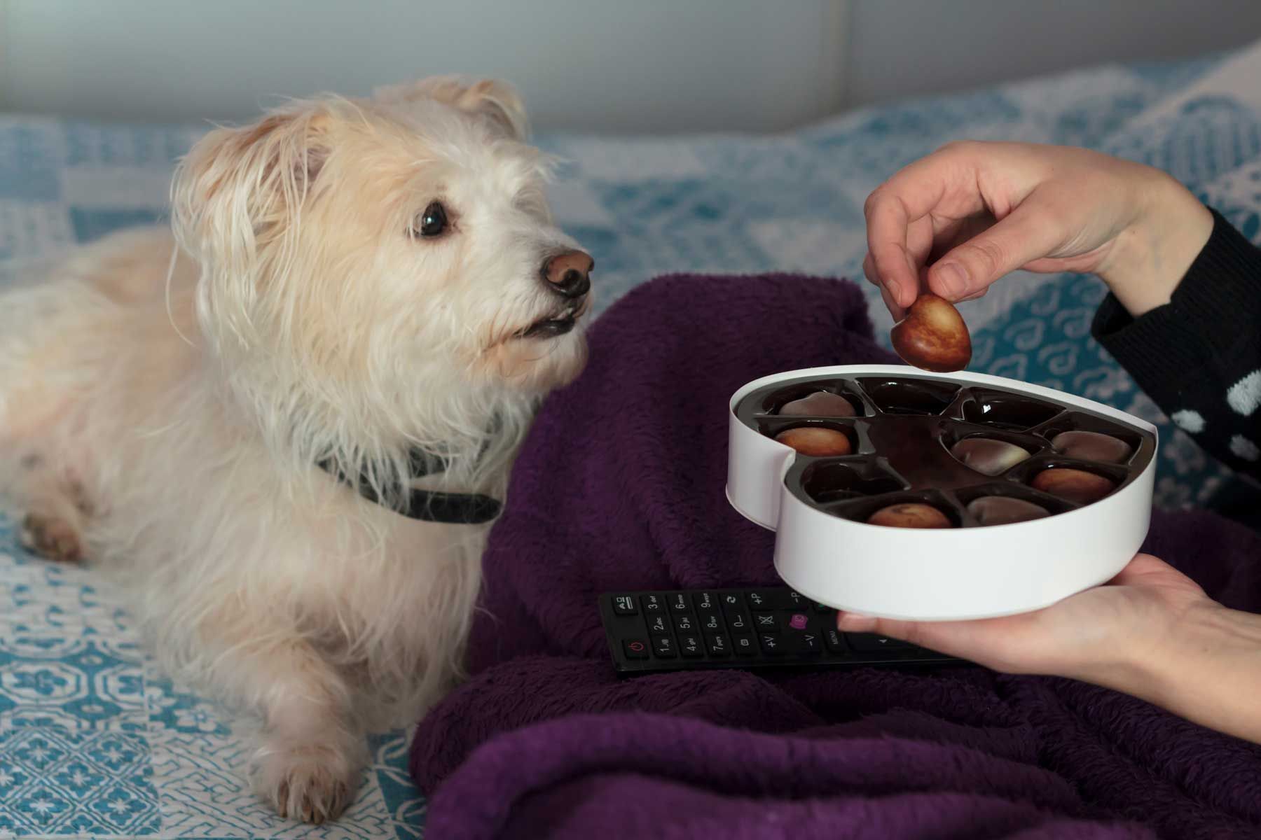 A dog looking at a block of chocolate