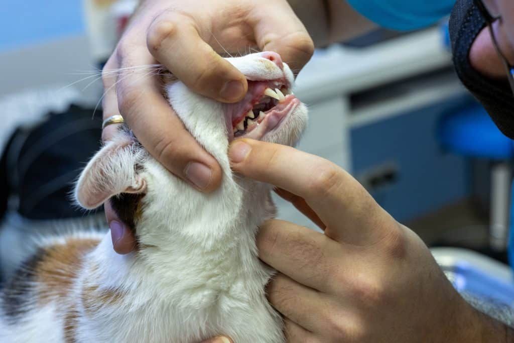 Gum Disease in Cats