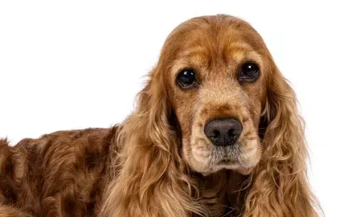 Brown Cocker Spaniel dog with long, wavy fur, looking at the viewer.