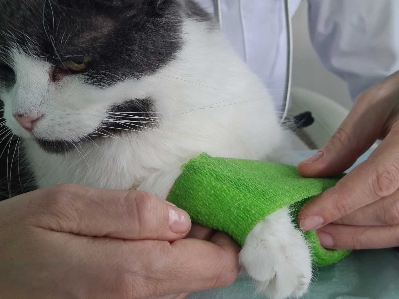 A cat having a bandage removed by a vet