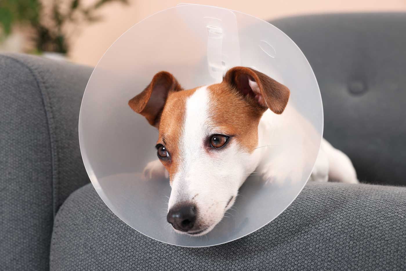 Dog wearing an Elizabethan collar after desexing surgery