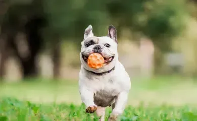 French bulldog with a white and gray coat runs toward the camera, holding an orange ball in its mouth.