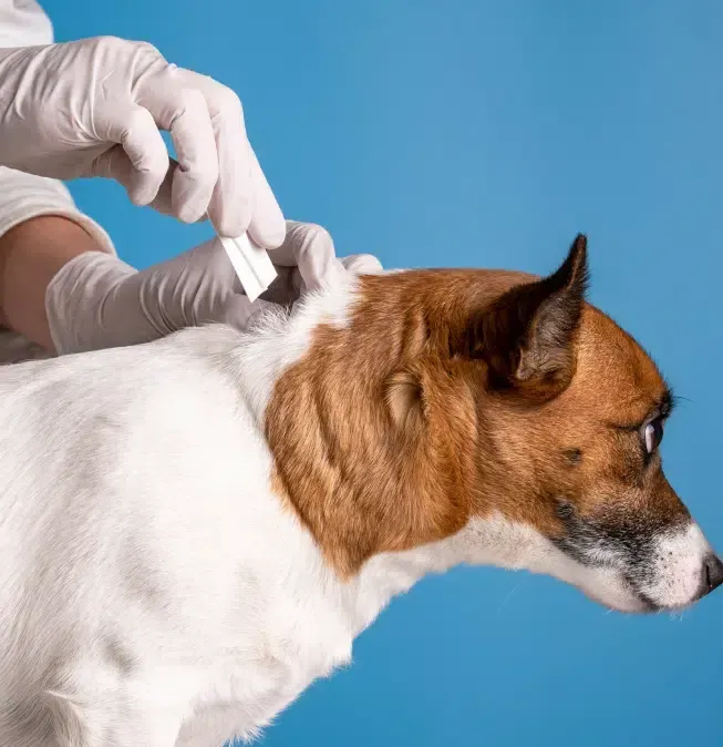 Jack Russell Terrier getting a flea injection in the back of the neck