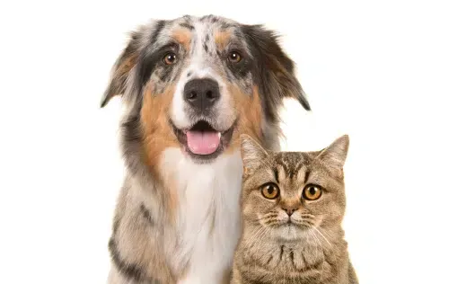 Dog with multi-colored coat, and brown tabby cat side-by-side; both looking at the camera.