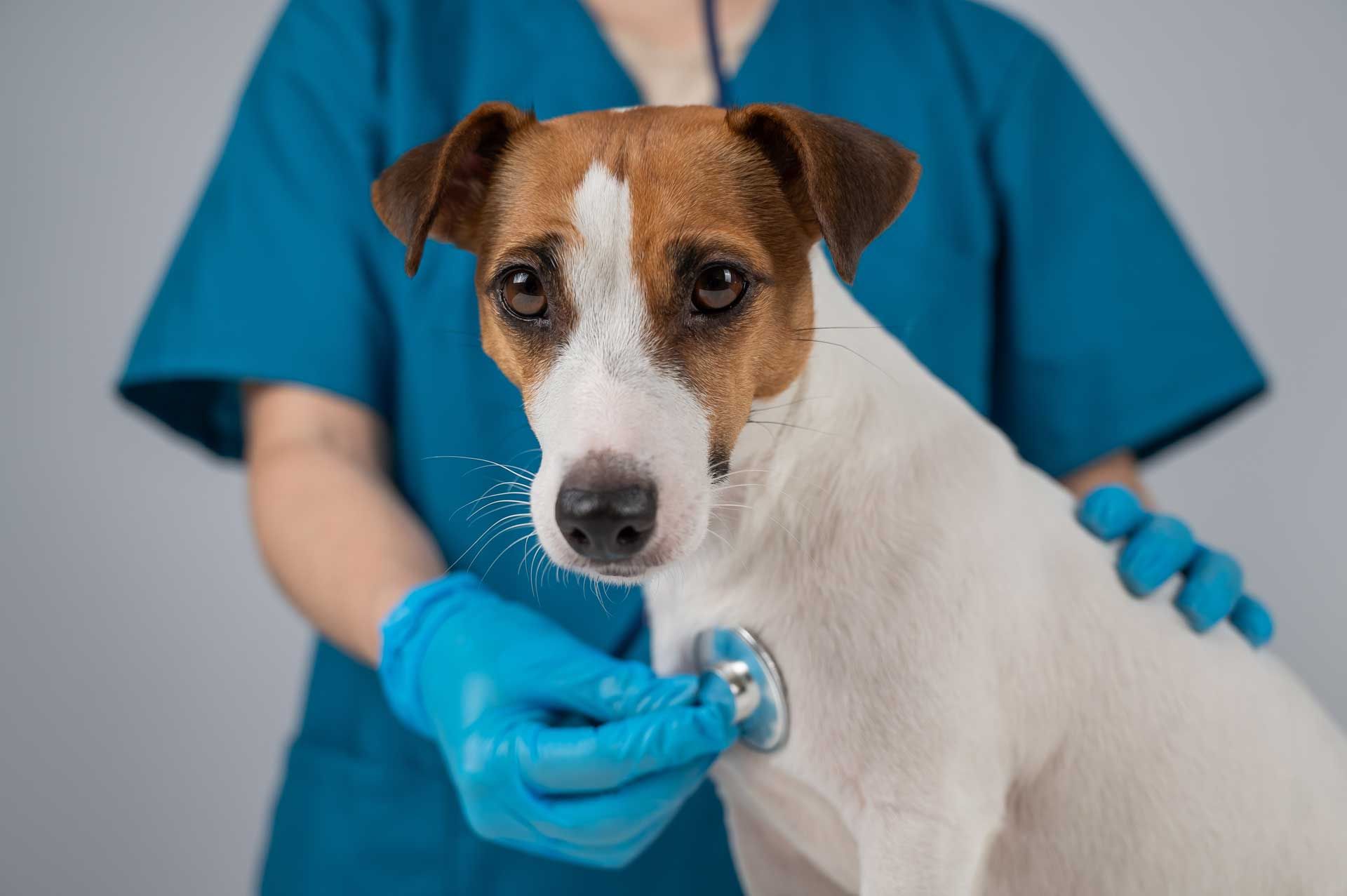 A vet checking the heart rate of a dog after suspected poisoning