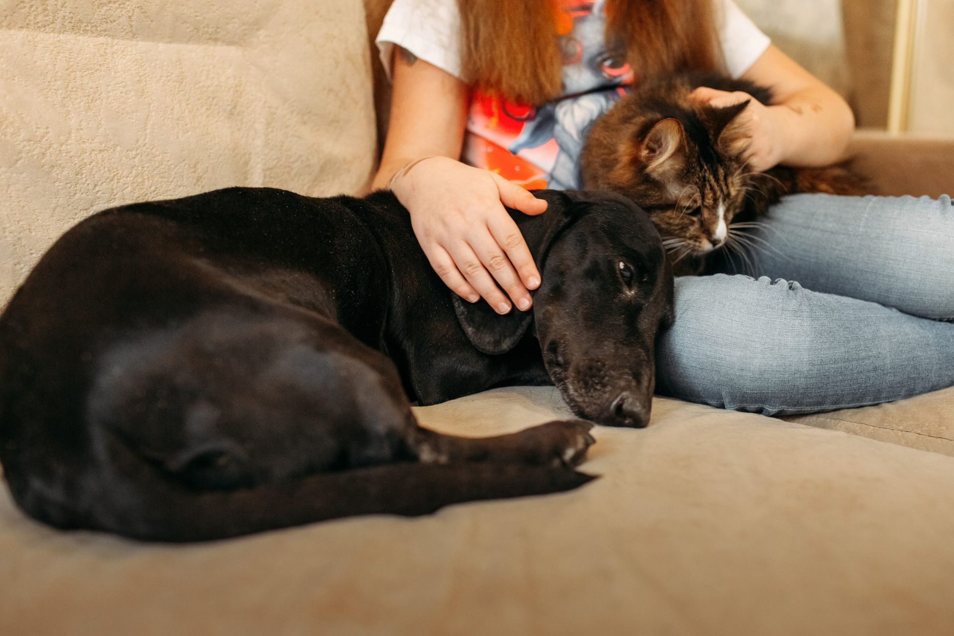 Black dog and tabby cat relax on a couch with a person, who is petting both animals.