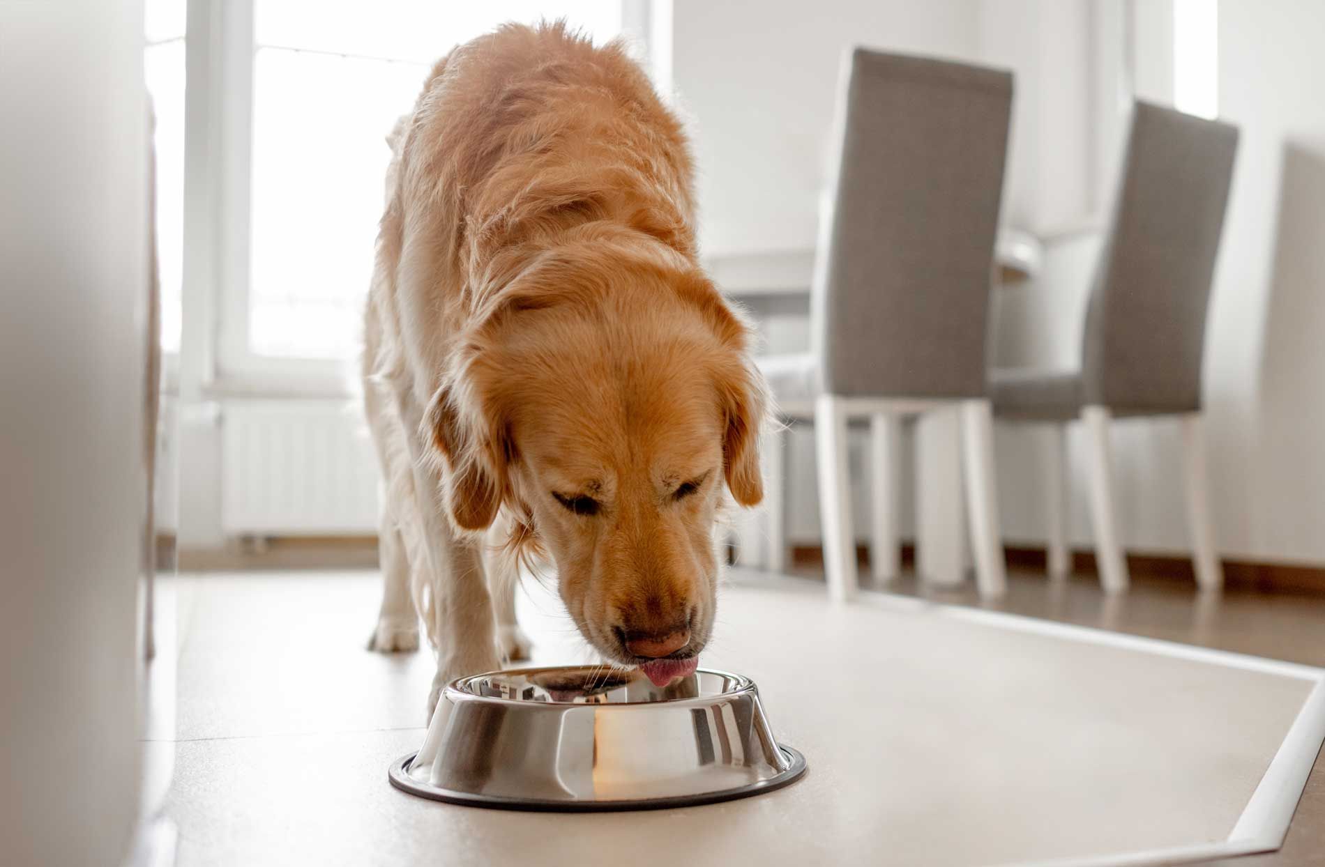 Golden Retriever eating from a stainless steel dog bowl at home in a sunlit dining area.