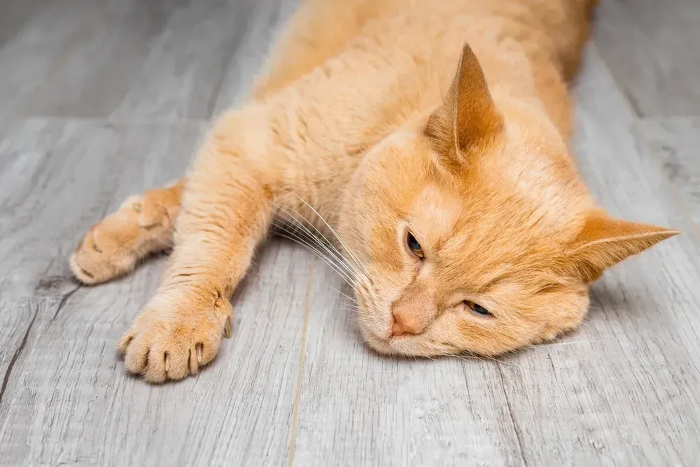 Orange cat lying on a light wood floor, resting with eyes half-closed