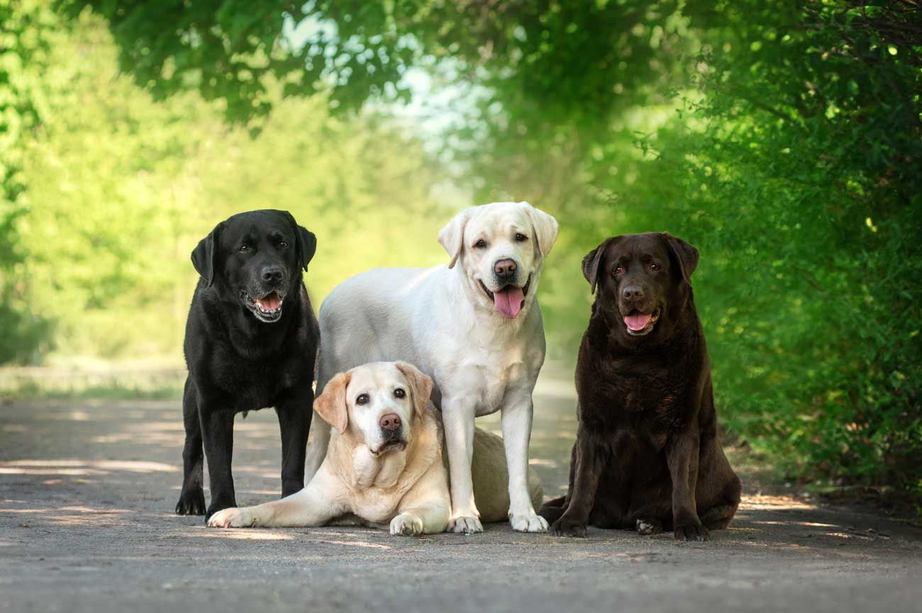 Four Labrador Retrievers in black, yellow and chocolate coat colors sitting together outdoors