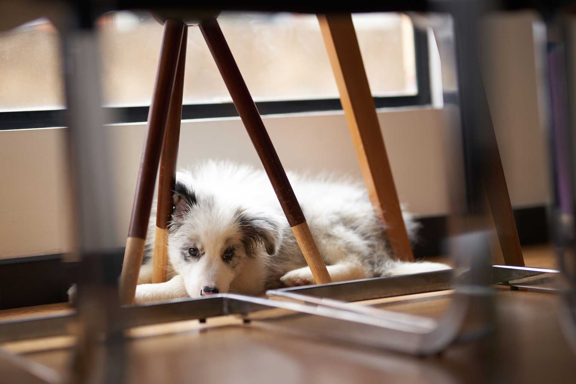 A puppy hiding under a table
