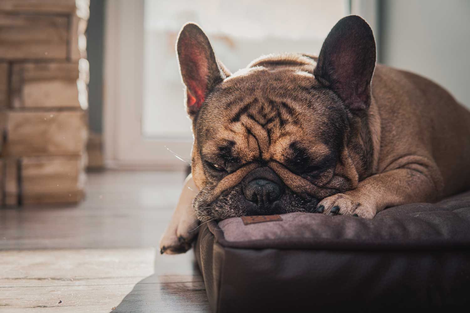 A French Bulldog sitting on a dog bed
