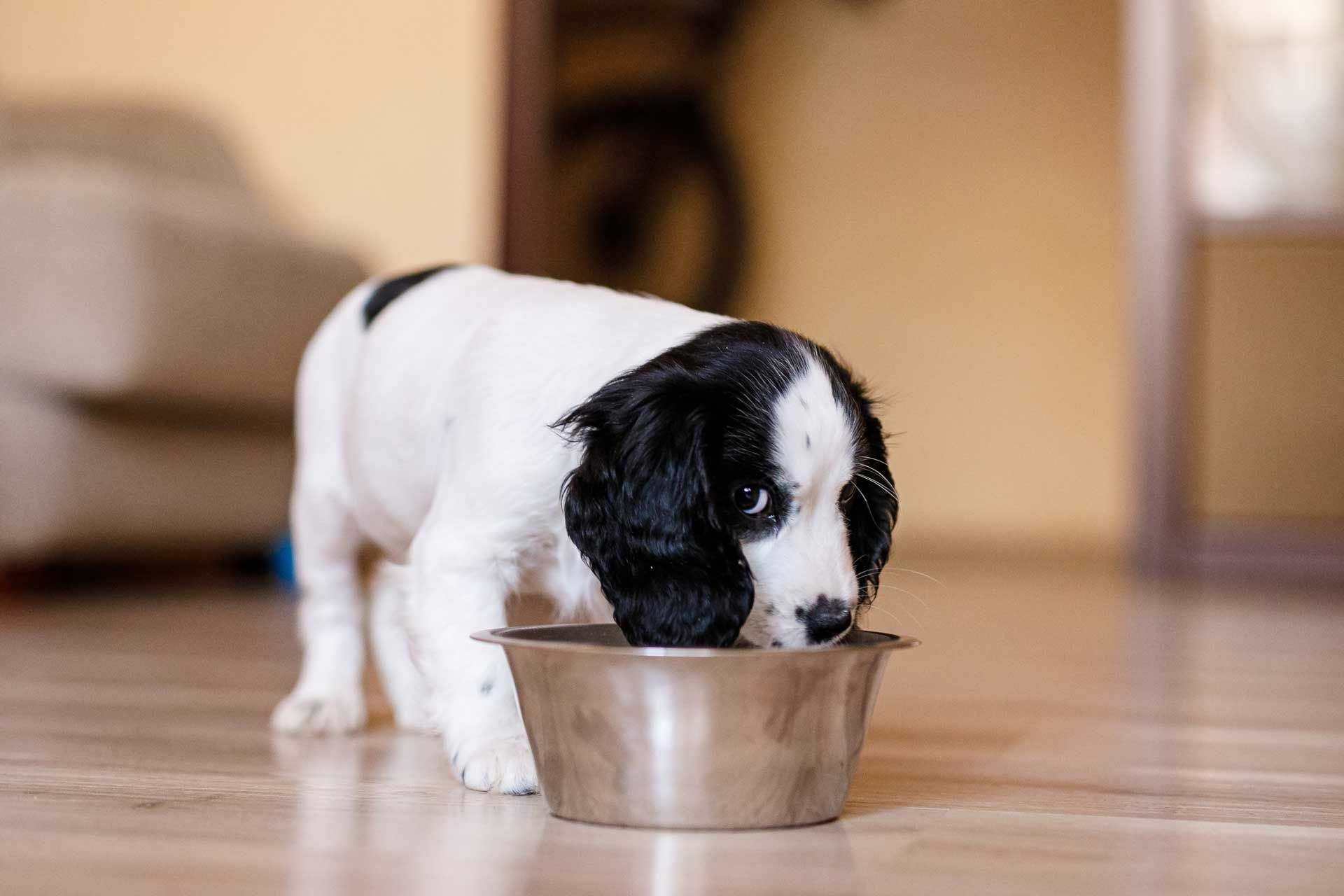 A cavoodle puppy eating food out of a dog bowl