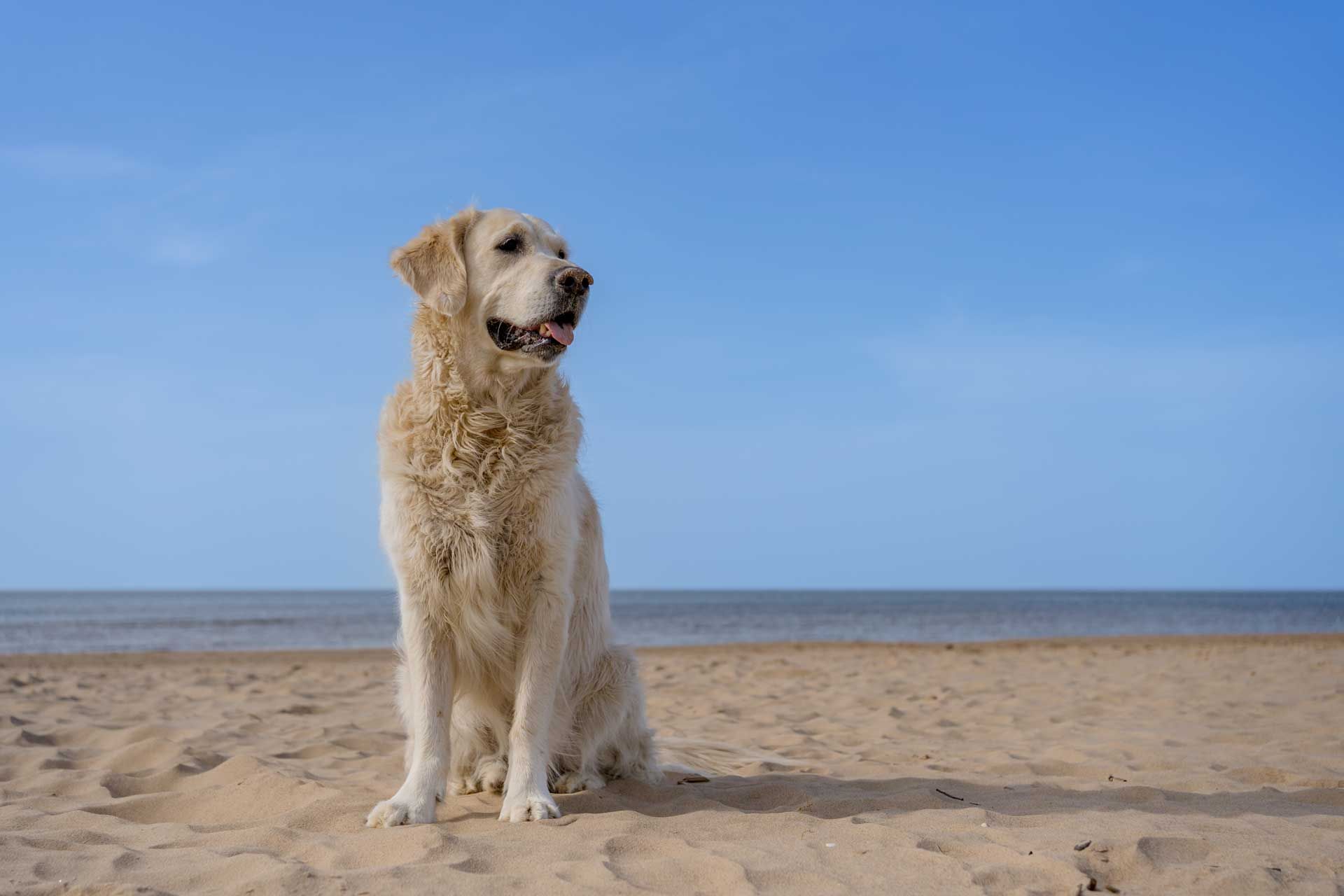 Golden Retriever sitting on a sandy beach with a clear blue sky and ocean in the background