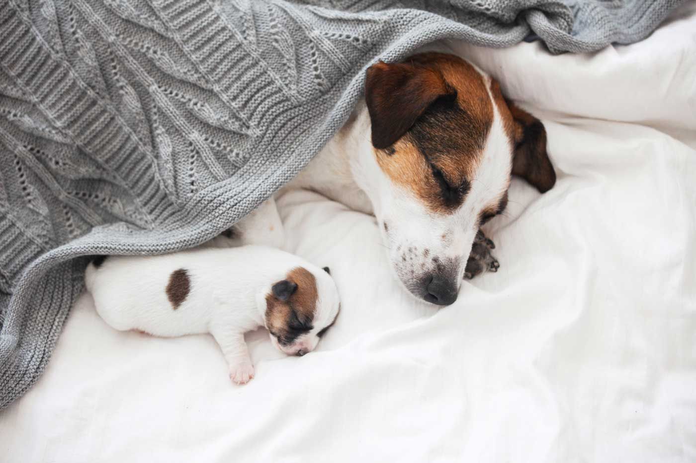 A newborn puppy asleep next to its mother