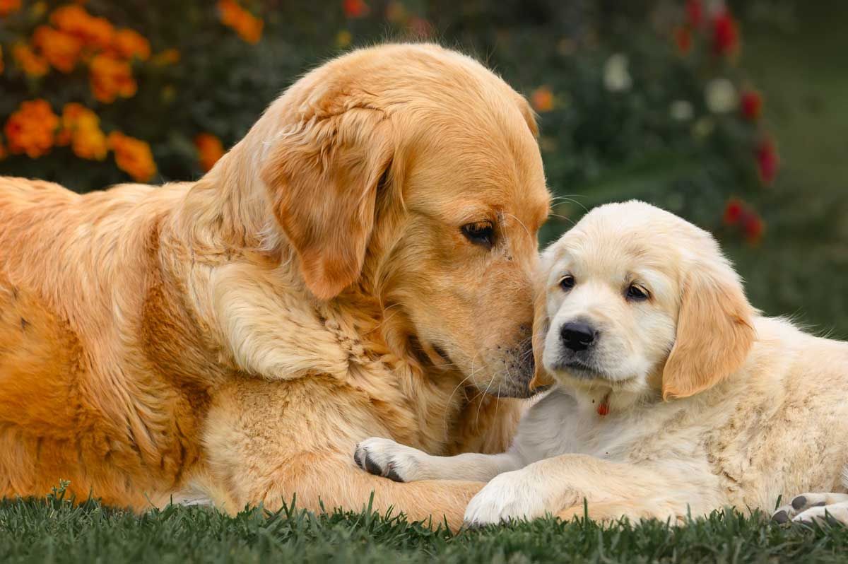 Adult Golden Retriever and Golden Retriever puppy resting together on grass in a garden.
