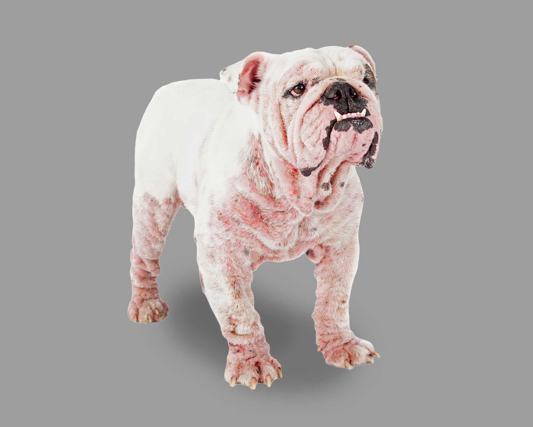 Bulldog with mange on his front legs