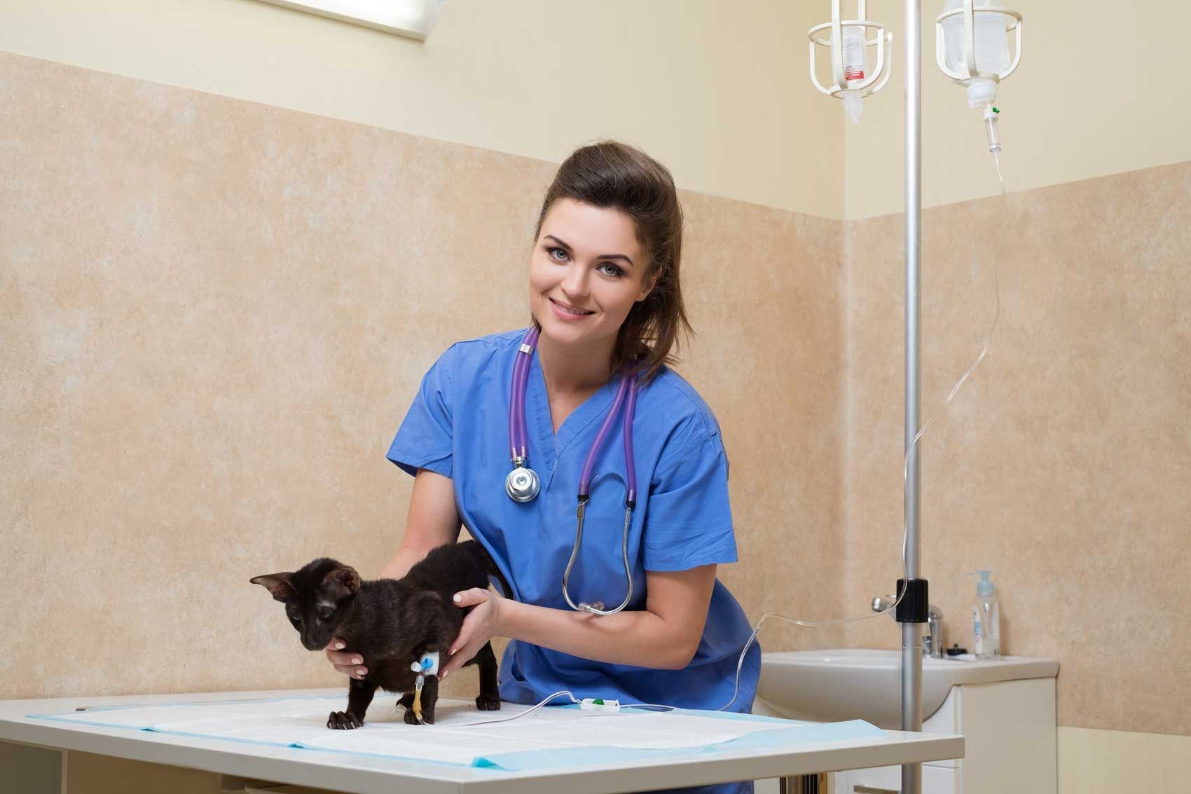 A smiling vet checking over a cat with an injury