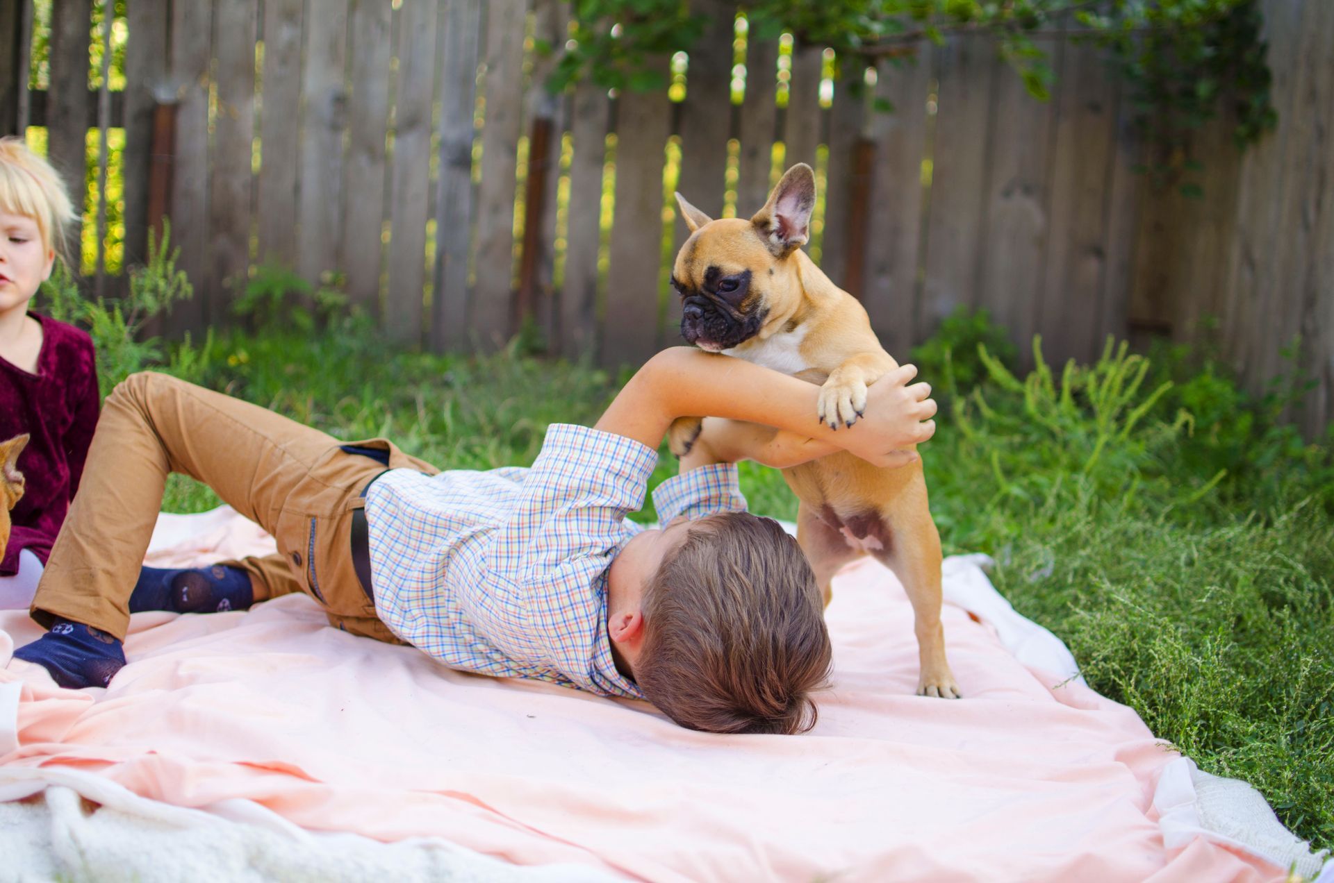 A French Bulldog puppy playing with a child