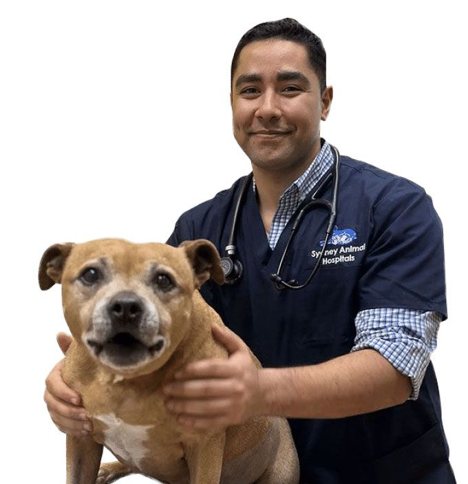 A veterinarian with a stethoscope smiles while holding a tan dog.