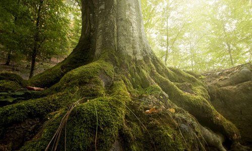 Tree root aeration
