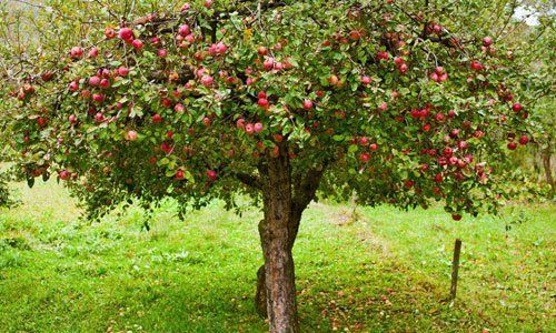 Specialised fruit tree and shrub pruning