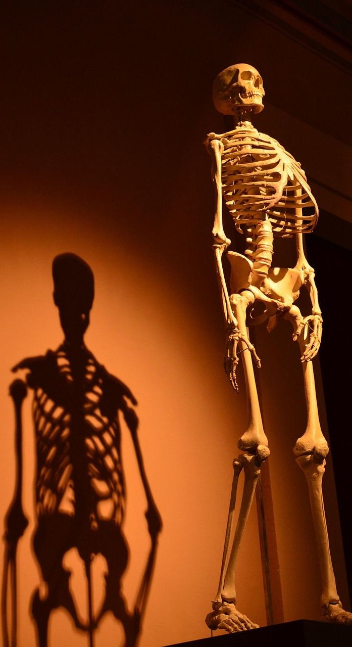 Skeleton model standing, its shadow cast on a warm-toned wall.