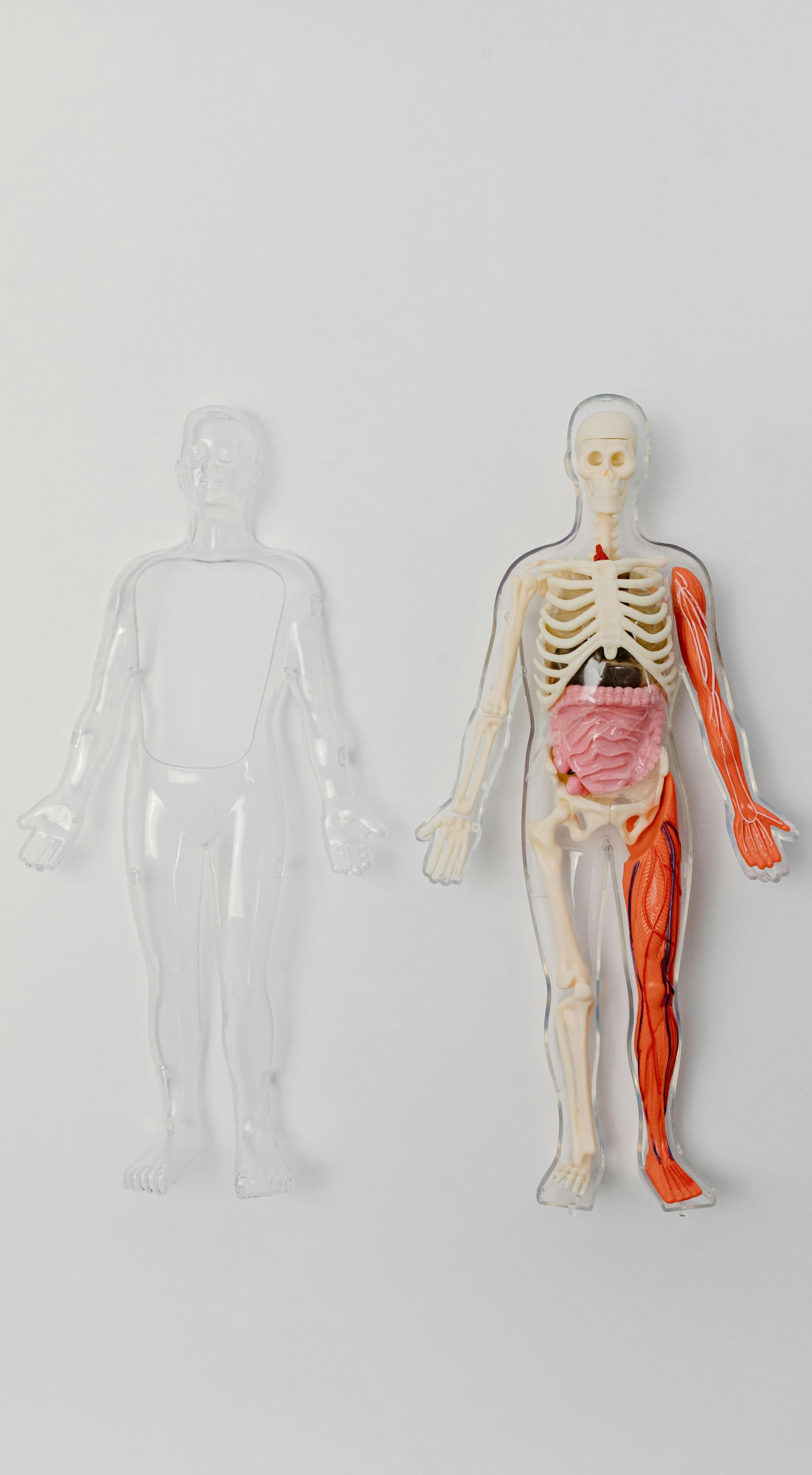 A transparent human body model next to one showing skeletal and internal organ structure.