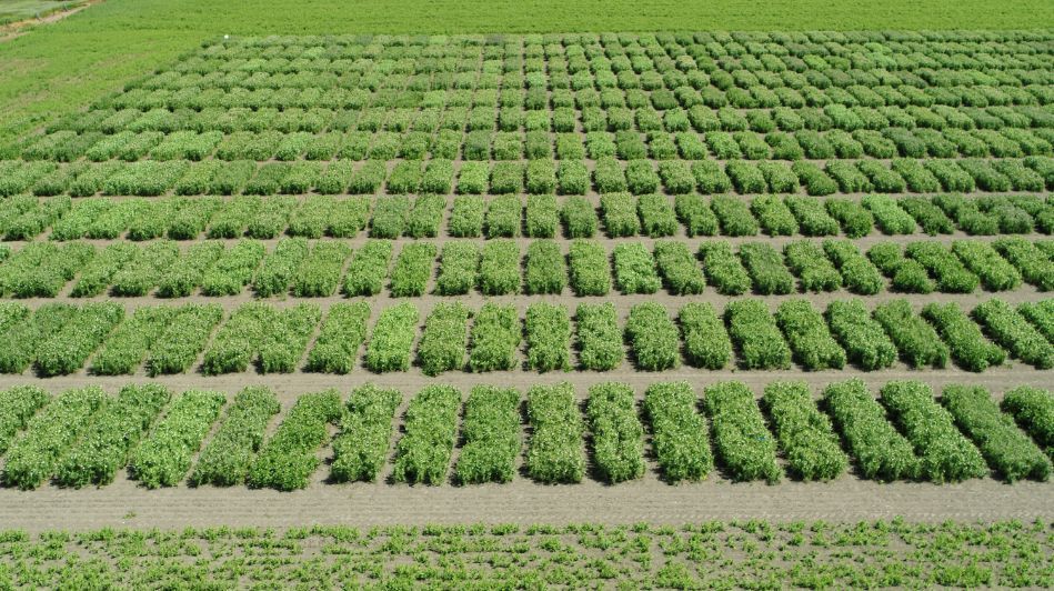 Aerial Shot Of Pea Field — Pulse Grains in Australia
