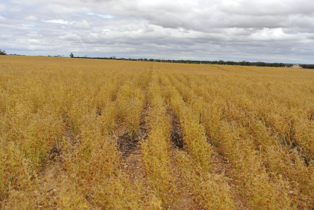Grain Field — Pulse Grains in Australia
