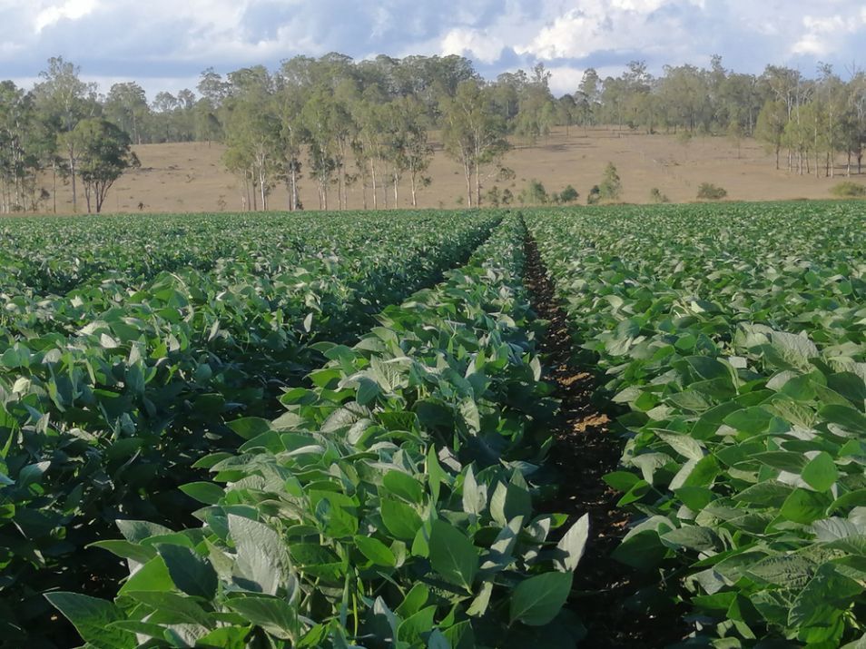 Crops on Farm — Pulse Grains in Australia