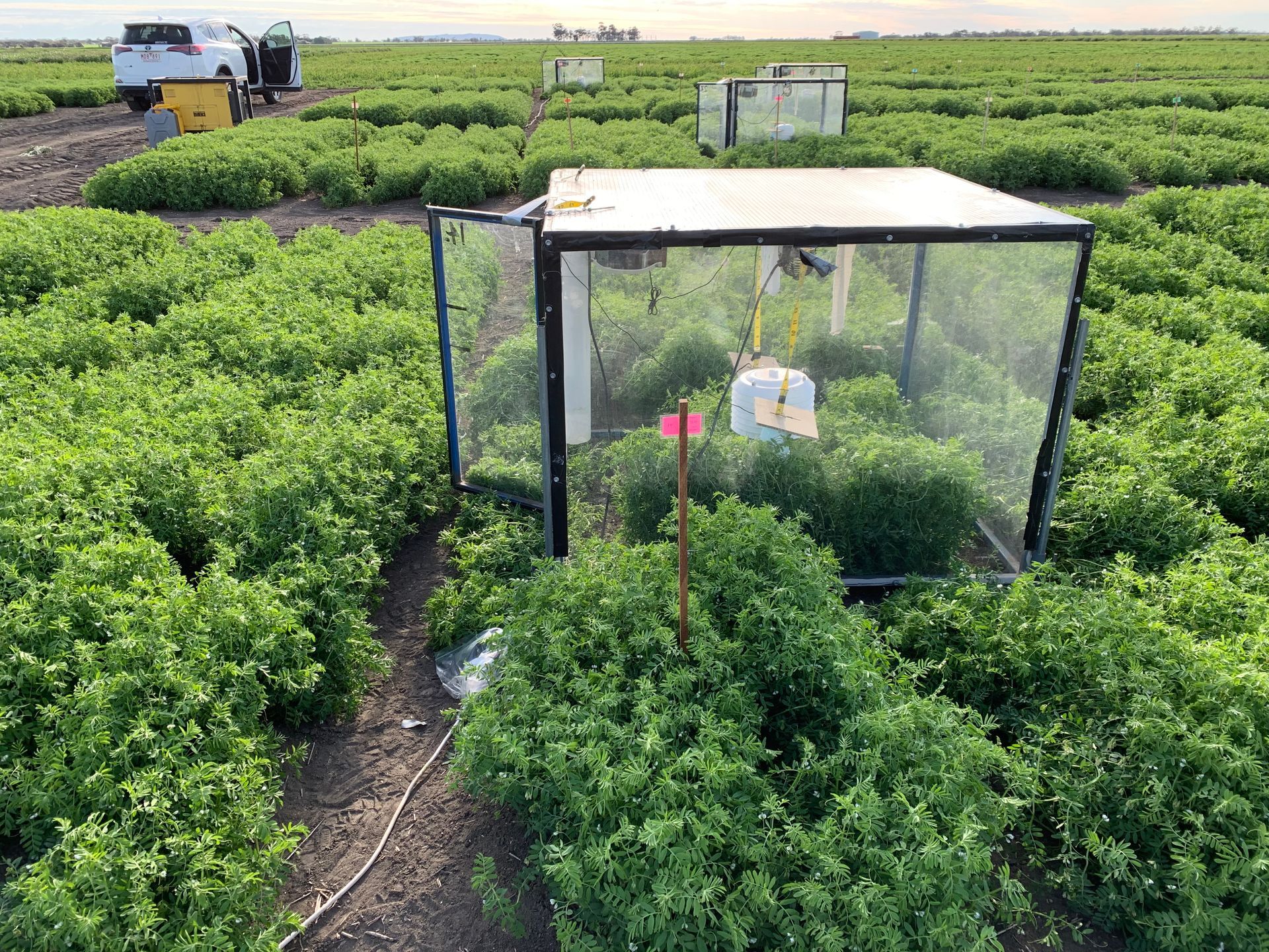 Fertilizing Wheat — Pulse Grains in Australia