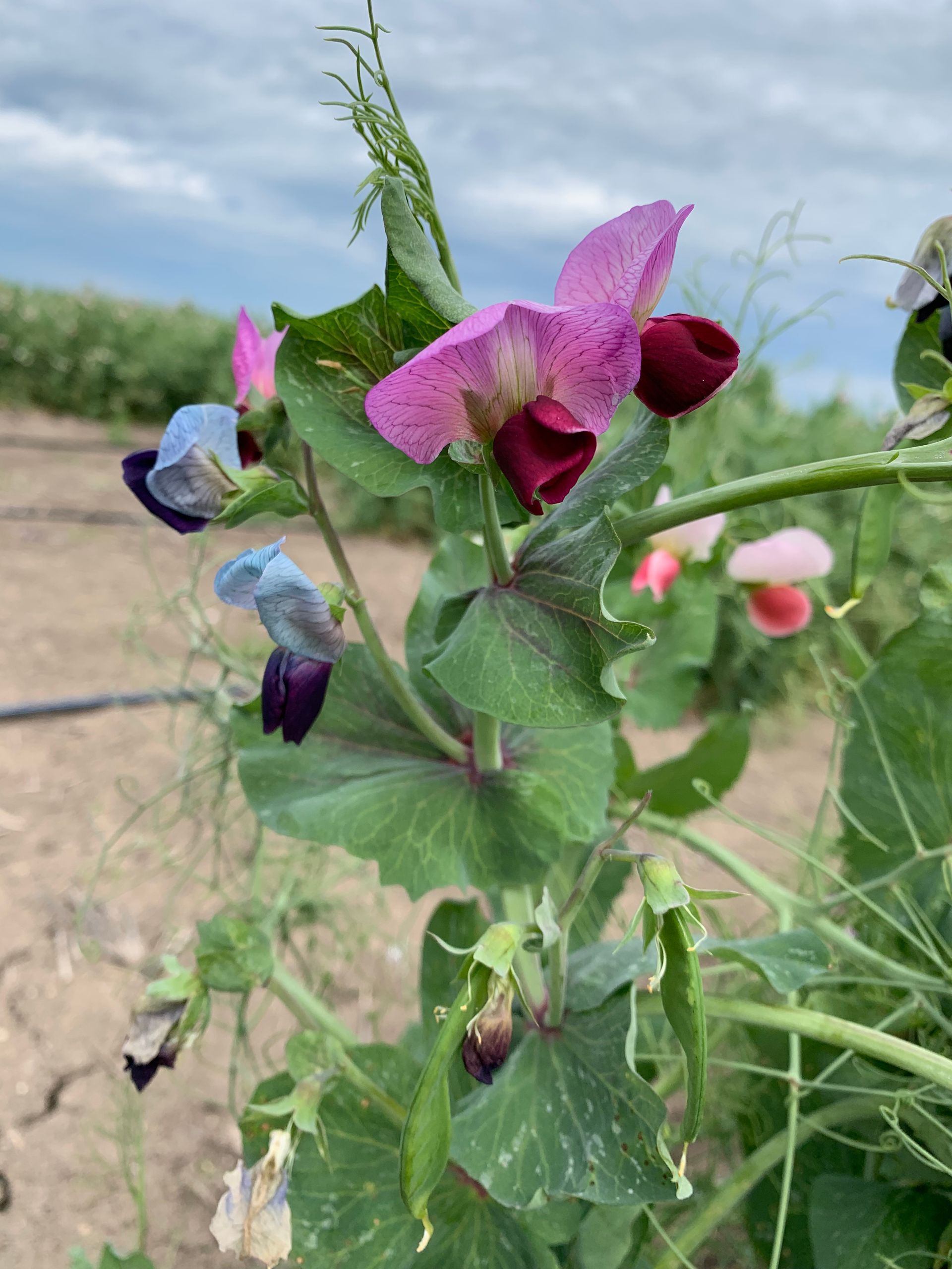 Lupinus Plant — Pulse Grains in Australia