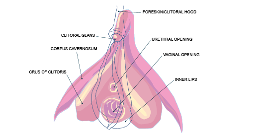 Diagram of the clitoris