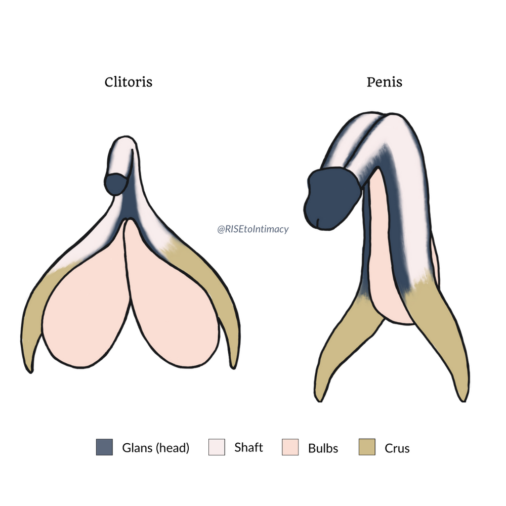 Diagram of the clitoris and penis.