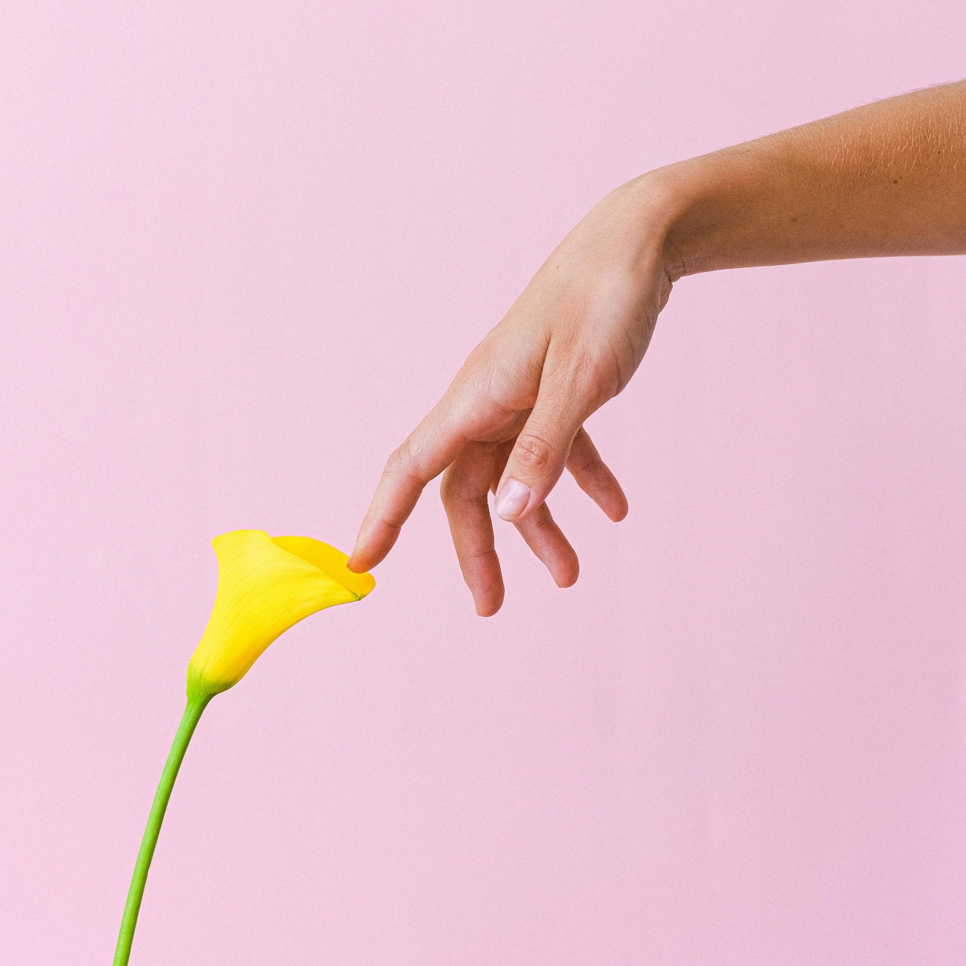 A woman 's hand is pointing at a yellow flower on a pink background