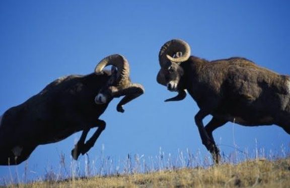 Two rams are jumping in the air in a field.