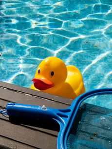 Yellow rubber duck floating near a pool edge with a blue net, on a sunny day.