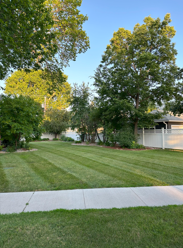 Lawn with freshly mowed stripes, trees, sidewalk, and a white fence in a residential area under a blue sky.
