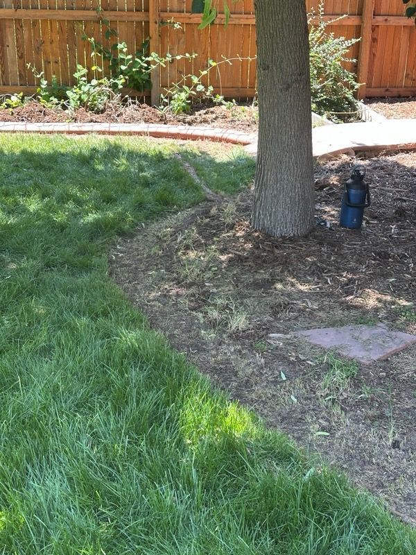 Lawn with tree, mulch, and wooden fence in the background. Partial brick walkway on the right.