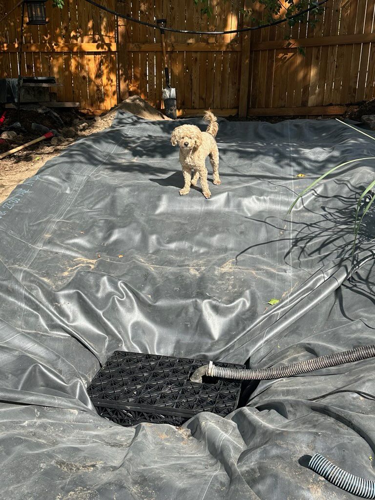 Dog stands in a black pond liner in a yard; a partially constructed pond.