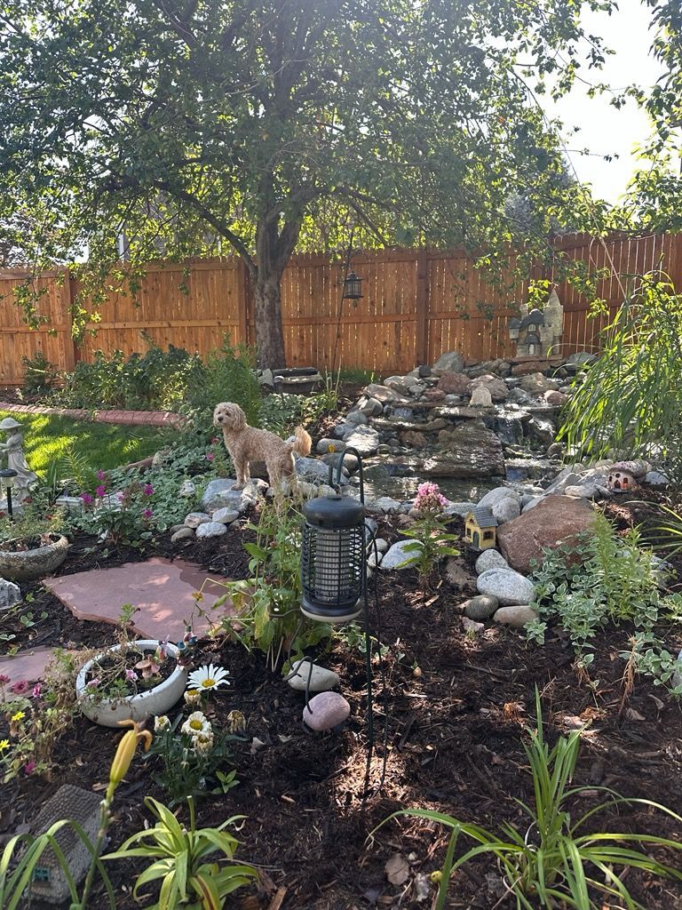 Dog standing near a waterfall feature in a well-landscaped backyard with a wooden fence.