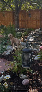 A dog stands on rocks in a garden with a wooden fence, a tree, and a bug zapper.