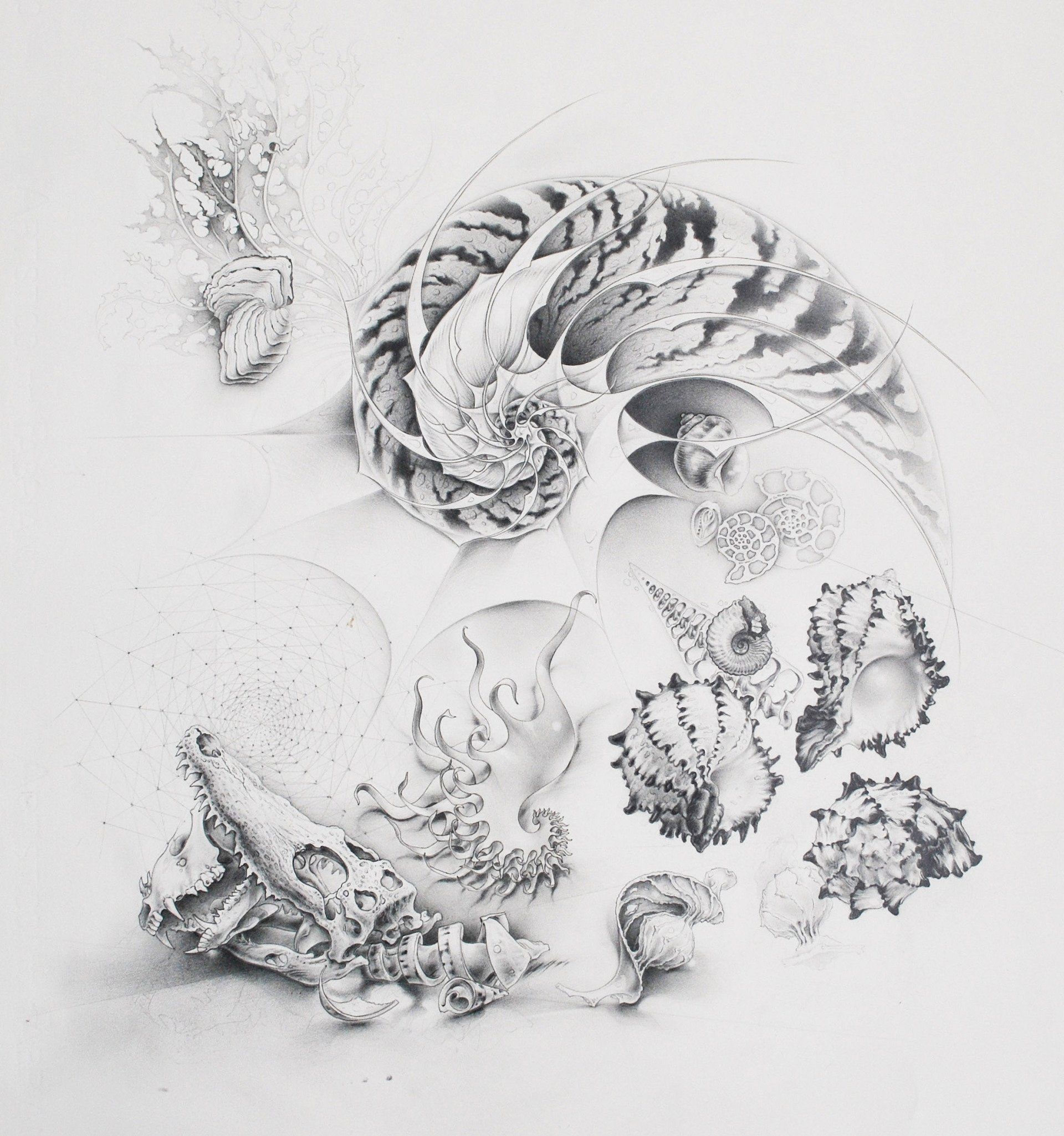 Pencil drawing of shells and bones.