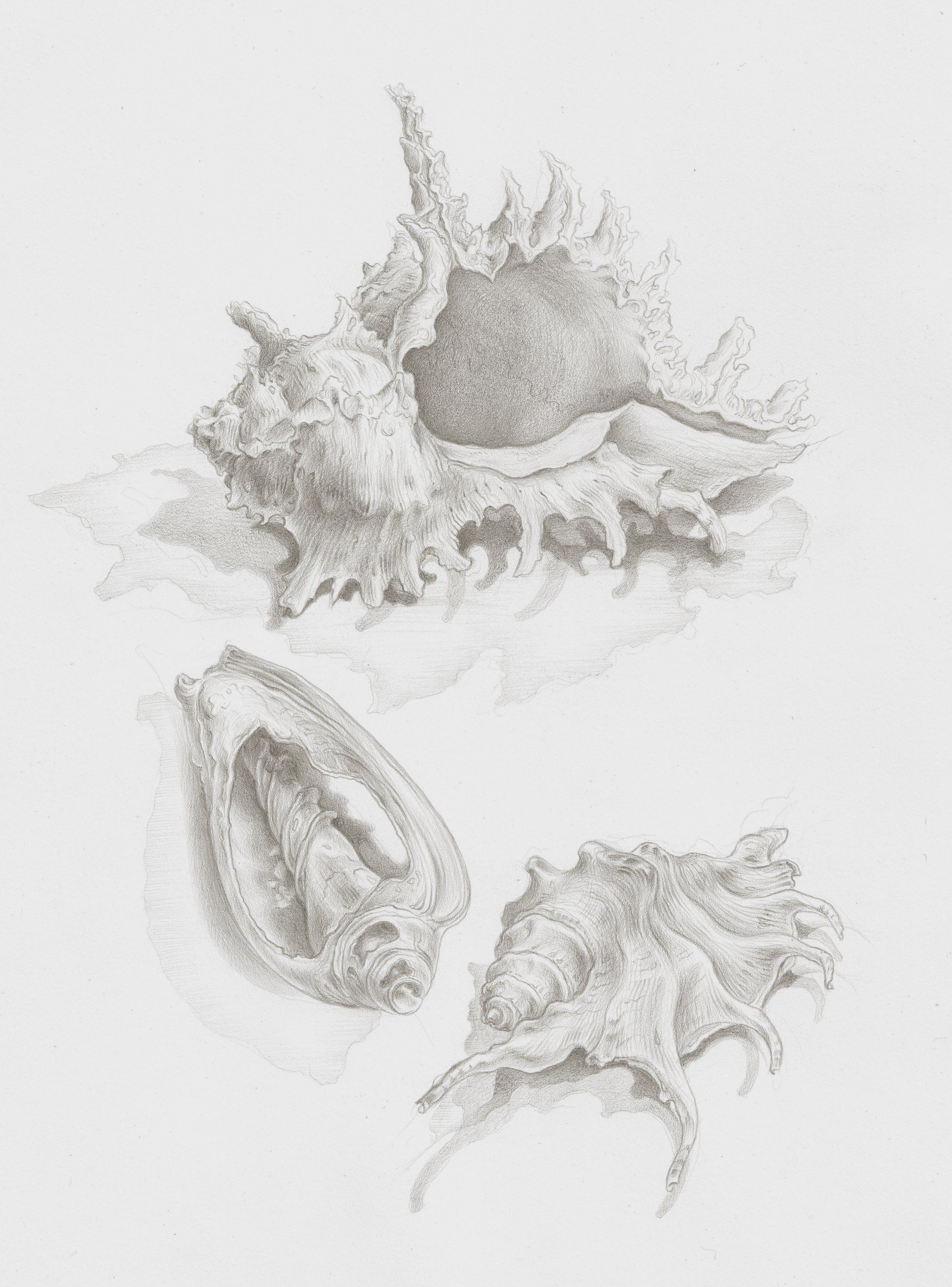 Silverpoint drawing of shells